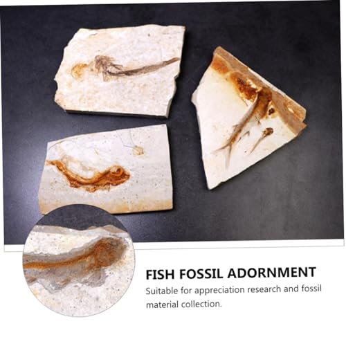 VALICLUD Paläontologie Fisch Überrest Modell Simulation Dekoration Lehrmittel Wissenschaftliches Exemplar für Labor und Bildung ohne Sockel Natürliche Nachbildung für Sammler und Geschenke von VALICLUD