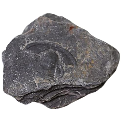 VALICLUD Paleontologie Trilobiten Modell Dekorative Schreibtisch Ornament Lehrmaterial für Experimente und Unterricht von VALICLUD