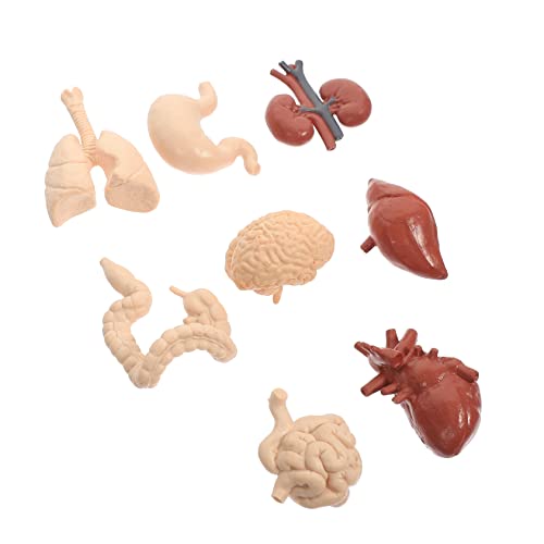 VALICLUD Professionelles Teiliges Modell Menschlicher Innereien für Unterricht Anatomisches Lernspielzeug für Geeignet für Physiologie und im Medizinstudium VALICLUD Professionelles Teiliges Modell Menschlicher Innereien für Unterricht Anatomisches Lernspielzeug für Geeignet für Physiologie und im Medizinstudium von VALICLUD