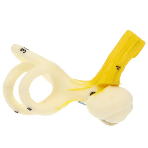 VALICLUD Realistisches Innenohr Modell Menschliches Ohr Lehrmittel Anschauliches Schulungsmodell für Medizinische Ausbildung und Anatomieunterricht Didaktisches Organmodell von VALICLUD