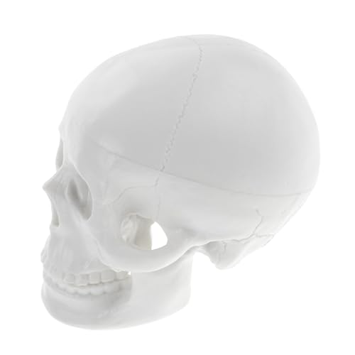 VALICLUD Realistisches Kleines Schädelmodell aus Robustem PVC Anatomisches Human Skull Model für Medizinstudenten zum Studieren Zeichnen und Halloween dekoration Handlich und Vielseitig VALICLUD Realistisches Kleines Schädelmodell aus Robustem PVC Anatomisches Human Skull Model für Medizinstudenten zum Studieren Zeichnen und Halloween dekoration Handlich und Vielseitig von VALICLUD