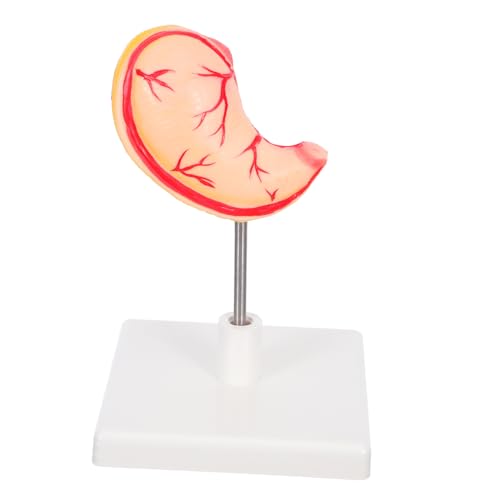 VALICLUD Stomach Anatomy Model Präzise Darstellung Leicht Montierbar Medizinisches Lehrmodell Für Wissenschaftliche Ausbildung Klinische Schulungen Und Forschung von VALICLUD