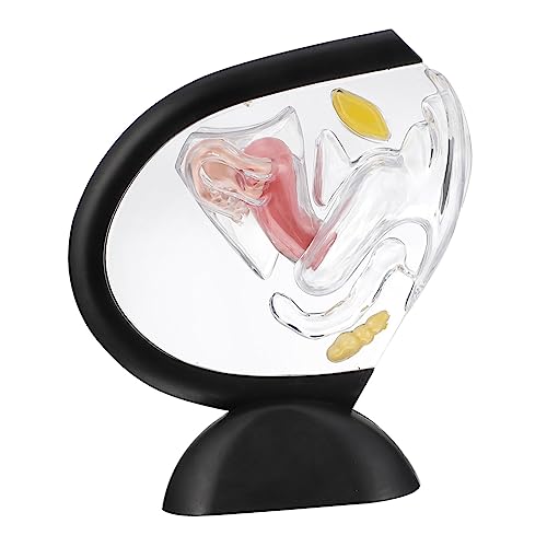 VALICLUD Transparentes Uterus Modell Medizinisches Gebärmutter Wandmodell für Anatomische Studien und für Unterricht und Medizinische Praxis VALICLUD Transparentes Uterus Modell Medizinisches Gebärmutter Wandmodell für Anatomische Studien und für Unterricht und Medizinische Praxis von VALICLUD