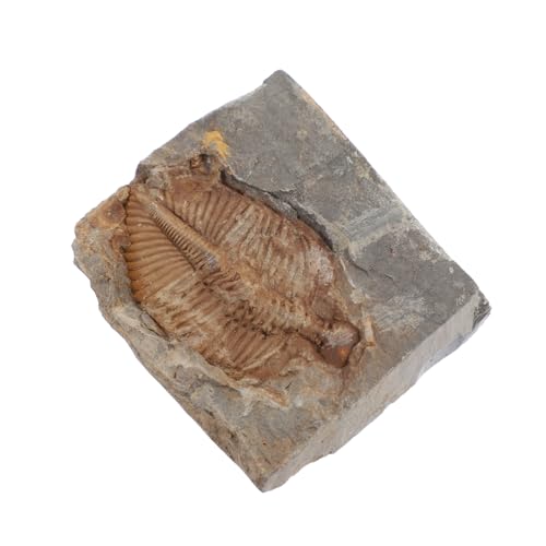VALICLUD Trilobiten Original Fossilpräparat Meeresbewohner Mio Altes Paläontologie für Biologieunterricht Sammlerstück und Schreibtisch Ornament von VALICLUD