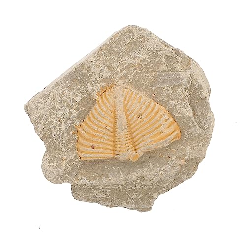 VALICLUD Trilobiten Sammlerstück Einzigartige Lehrmittel Für Meerestiere Zufällige Formen Für Paläontologie Enthusiasten von VALICLUD