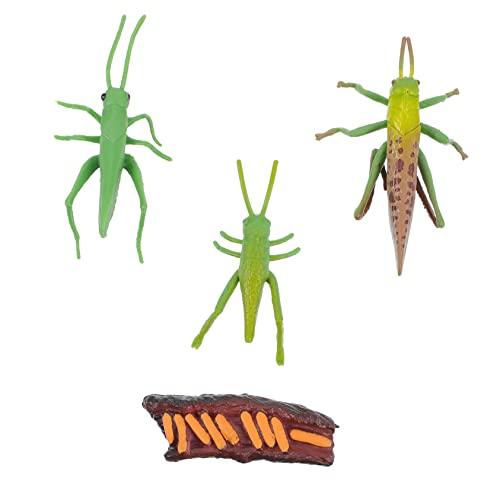 VANZACK 1Satz Insektenwachstumsmodelle Realistische Simulation des Lebenszyklus Von Grillen Einzigartige Gartendekoration Und Insektenmodellfiguren VANZACK 1Satz Insektenwachstumsmodelle Realistische Simulation des Lebenszyklus Von Grillen Einzigartige Gartendekoration Und Insektenmodellfiguren von VANZACK