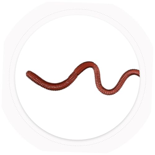 VANZACK 30 Stück Teiliges Realistische Elastische Simulation Regenwürmer als Witzige Requisiten für Halloween Aprilscherz und Partydekoration Weiches Dehnbares Wurmspielzeug für Gruselige von VANZACK