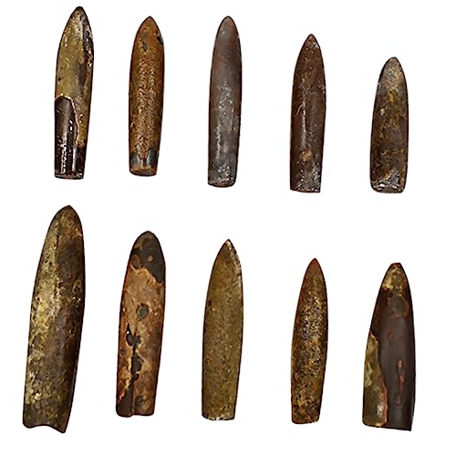 VANZACK Belemnite Fossilien Sammlung Fossiles Simulationsmodell Für Unterricht Und Wissenschaft Lehrmittel Für Paläontologie Und Fossilienkunde von VANZACK