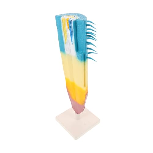 VANZACK Corn Root Profile Modell Detailliertes Botanisches Struktur-demonstrationsmodell Realistische Longitudinale Wurzelquerschnitt-darstellung Biologisches Lehrmittel für von VANZACK