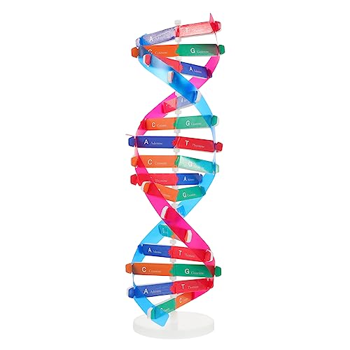 VANZACK Doppelhelix DNA Modell Wissenschaftliches Lehrmittel Für Educational Instrument Für Experimente Und Schulprojekte Montage Für Wissenschaftler VANZACK Doppelhelix DNA Modell Wissenschaftliches Lehrmittel Für Educational Instrument Für Experimente Und Schulprojekte Montage Für Wissenschaftler von VANZACK