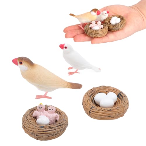 Vogel -Lebenszyklus -Zahlen, 4pc Realistische Wachstumsstufen mit Interaktiver Lernhandbuch und Nest -Display -Basis für die Frühkindliche Wissenschaftserziehung Vogel -Lebenszyklus -Zahlen, 4pc Realistische Wachstumsstufen mit Interaktiver Lernhandbuch und Nest -Display -Basis für die Frühkindliche Wissenschaftserziehung von VBESTLIFE