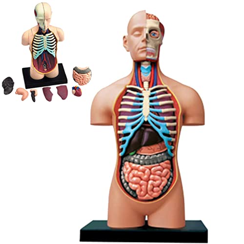 VDLLQYN, 4D Vision menschliche Anatomie Modell Puzzle Montage Spielzeug anatomische Huamn innere Organe for Lernressourcen pädagogische Hilfe for Schule, Bildung ，Anatomie-Modelle von VDLLQYN