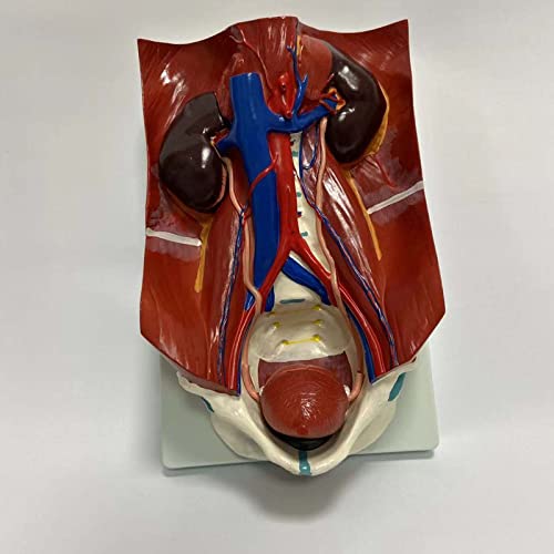VDLLQYN, Harnsystemmodell, anatomisches Modell des menschlichen medizinischen Harnsystems, das for die Lehr- und Schulungsdarstellung im Krankenhaus verwendet wird ,Anatomie-Modelle VDLLQYN, Harnsystemmodell, anatomisches Modell des menschlichen medizinischen Harnsystems, das for die Lehr- und Schulungsdarstellung im Krankenhaus verwendet wird ,Anatomie-Modelle von VDLLQYN