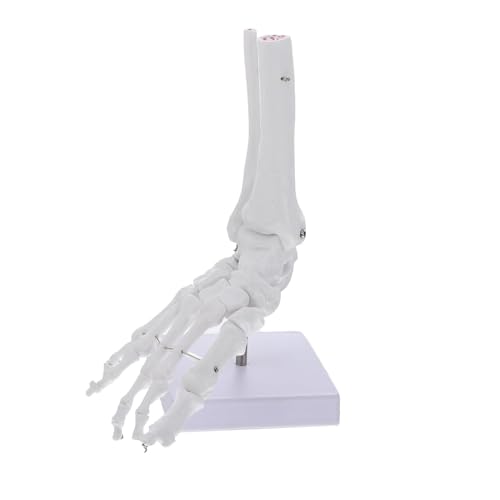 1:1 Fußgelenkmodell Fußskelett Fußgelenk Natürlicher Großer Fußknochen Fußanatomiestrukturmodell Menschlicher Knöchel Unterricht Menschliches Fußgelenkmodell Menschliches Körpermodell von VERIMP