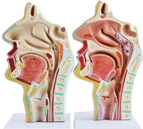 2 Stück Menschliche Nasenhöhle Mundhöhle, Rachen Und Kehlkopf, Anatomisches Modell Mittlerer Gebrochener Abschnitt Hypopharyngealhöhle Hals-Nasen-Ohrenheilkunde-Modell Hals-Anatomie-Modell von VERIMP