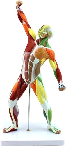 50CM Muskelmann-Anatomiemodell Farbe Menschlicher Körper Ganzkörpermuskelmodell Mini-Sportmodelle Muskelanatomisches Modell Flaches Muskelanatomiemodell For Kunstunterricht von VERIMP