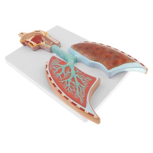 Anatomiemodell Des Menschlichen Atmungssystems Lehrmodell Anatomisches Teil Eines Menschlichen Organs Lebensgroßes Modell Des Atmungssystems – Längsschnitt Von Kopf Hals Und Lunge von VERIMP