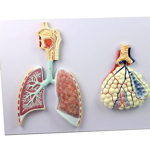 Anatomiemodell Des Menschlichen Atmungssystems. Reliefmodell Der Lungenanatomie Des Atmungssystems. Modell Des Menschlichen Atmungssystems – Anatomisches Lungensegment von VERIMP