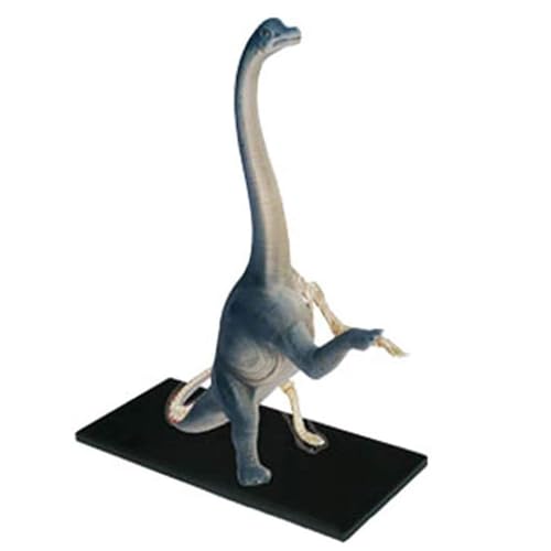 Anatomisches Brachiosaurus-Modell – Tiermodell – Abnehmbare 42 Organe, Körperteile, Medizinisches Anatomisches Brachiosaurus-Modell – Als Medizinische Ausbildungshilfe von VERIMP