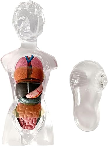 Anatomisches Modell Des Weiblichen Torsos – 18 Cm Großes Weibliches Menschliches Organ-Montagespielzeug Ganzkörper-transparente Menschliche Innere Organe Blutgefäße Und Skelett-Lehrmodell von VERIMP