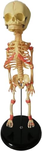 Baby-Skelett-Modell Menschliches Baby-Skelett-Modell – Skizzen-Schaufensterpuppe – Display-Studienlehre Anatomisches Modell Lernwerkzeug 35 Cm Hoch von VERIMP
