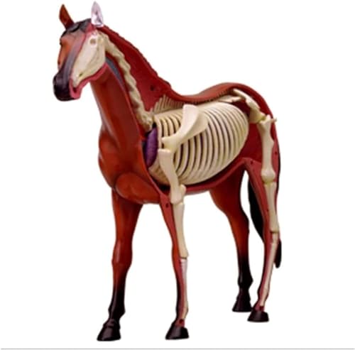 Biologisches Pferdeorgananatomie-Lehrmodell Tiermodell Pferdeanatomiemodell 4D-visuelle Abnehmbare Organe Und Teilerziehung von VERIMP