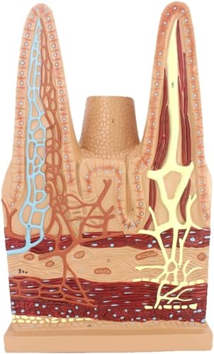 Darmzottengewebe Schule Laborforschung Anatomisches Modell Der Dünndarmzotten – Modell Des Menschlichen Darms – Modell Des Verdauungssystems Medizinisches Biologie-Lehrmittel von VERIMP