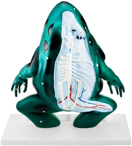 Frosch-Anatomiemodell Großer Frosch Innere Organe Markierung Des Embryonalentwicklungsprozesses Lehre Frosch-Anatomiemodell Biologisches Modell Anatomie Digitale Markierung von VERIMP
