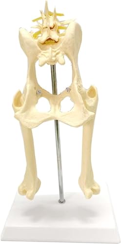 Hunde-Ellbogengelenk-Modell Hunde-Knochengelenk-Anatomie-Display-Requisiten Isometrisches Hunde-Skelett-Anatomie-Modell – Hunde-Hüftgelenk-Modell – Anatomisches Bein Nervengelenk von VERIMP