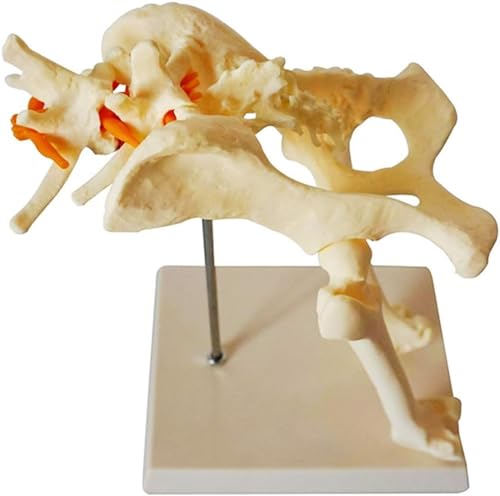 Hundehüftmodell Hundeskelett Tier Hundeskelett Lehrtiermodell Hundebeckenmodell - Hundehüftgelenkmodell - Tierskelett Anatomisches Modell For Die Präsentation Im Naturwissenschaftlichen von VERIMP