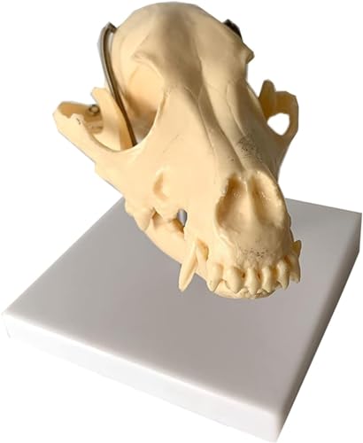Hundeschädelmodell – Anatomisches Modell Aus Natürlichem Knochen – Hundekopfschädel Hundekopfschädel Tierschädel Kleines Hundeskelett Tierexemplar von VERIMP