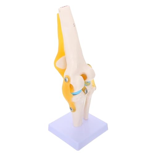 Kniemodell Schaufensterpuppe Modell Des Menschlichen Körpers 1: 1 Kniegelenkmodell Menschlicher Körper Simulation Unterricht Biologie Menschliches Kniegelenk Anatomiemodell Kniegelenkmodell von VERIMP