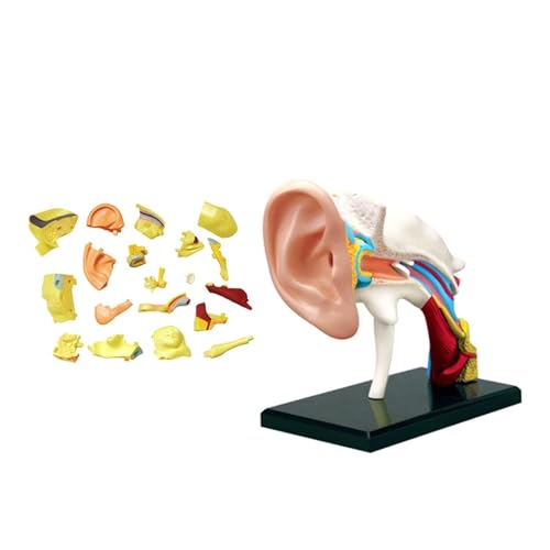 Menschliche Anatomie Modell Ohr Anatomisches Modell Menschlicher Gehörgang Orgel Wissenschaft Abnehmbare 22 Teile Spielzeug Medizinische Ausbildung Lehrmodell von VERIMP