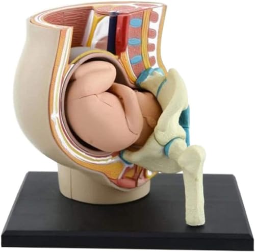 Menschliche Schwangerschaft Becken Anatomie Körper Anatomisches Lehrmodell Biologie Lehrbaugruppe 4D Puzzle Vision Lehrinstrument von VERIMP