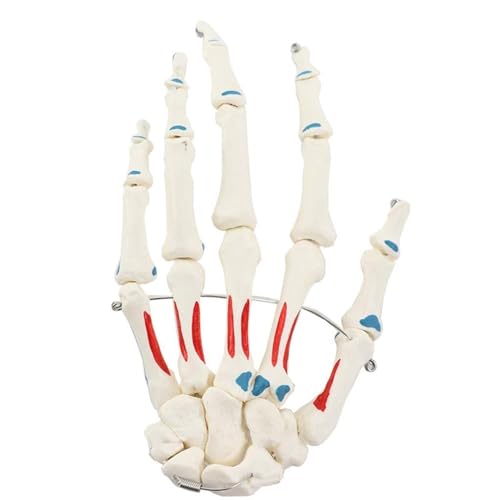 Menschliches Handgelenkmodell, Handknochen Handskelett Handfläche Handfläche Knochenstruktur, Muskeln Färbung Der Finger 1:1 Lebensgröße Handgelenkgelenk Handfläche Knochenskelett von VERIMP