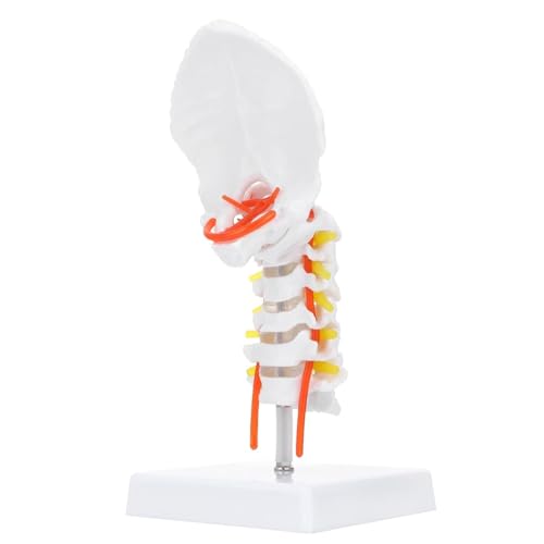 Menschliches Körpermodell Halswirbelsäule Mit Halsschlagader Modell Probenmodell Lehrmodell Unterrichtsmodell Der Halswirbelsäule Biologie Halswirbelsäulenmodell Halswirbelmodell von VERIMP