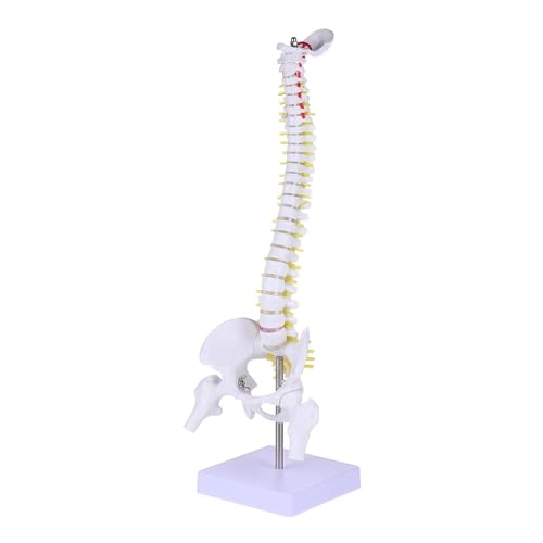 Menschliches Wirbelsäulenmodell 45 Cm Skelettmodell Halswirbelsäule Lendenwirbelsäule Skelettmodell Wirbelsäulenmodell Modell Der Lendenwirbelsäule Rückenmarksmodell Puppe von VERIMP