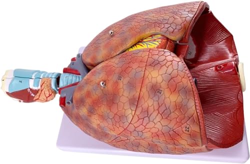 Modell Der Kardiopulmonalen Anatomie Des Menschlichen Kehlkopfes, Modell Des Atmungssystems, Lehrmodell For Hals-Nasen-Ohrenheilkunde, Modell Des Atmungssystems – Anatomisches Modell Des von VERIMP