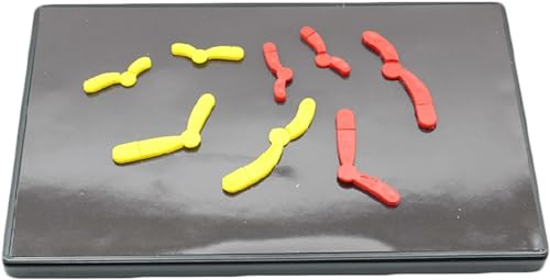 Modellkomponenten Von Chromosomenveränderungen Bei Meiose Meiotischen Arten Chromosomenveränderung Modellkomponente Magnetischer Saugtyp Lehrinstrument For Biologiestudenten von VERIMP