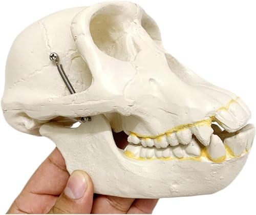 Schimpansen-Schädel-Modell Menschliches Schädel-Modell – Gorilla-Schädel-Modell – Lebensgroße Erwachsenen-Schädel-Replik For Den Naturwissenschaftlichen Unterricht Anatomie-Büro von VERIMP