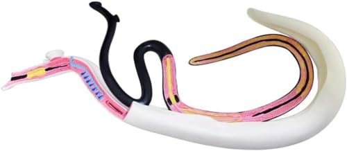 Schistosoma-Modell, Blutsaugender Wurm Biologisches Anatomiemodell Experimentelles Anatomiemodell Abnehmbares Schistosomiasis-Modell Biologieunterricht Wissenschaftsmodell von VERIMP