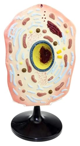 Tierzellmodell Mikrostruktur-Anatomiemodell Zellmembran Zytoplasma Kern Mitochondrien Körpermodell Tierzelle Anatomisches Modell – Lehrmittel For Biologische Zellanatomie Medizinische von VERIMP