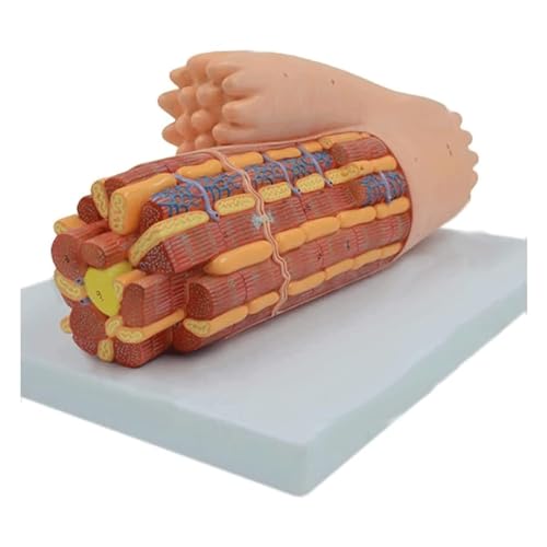 Ultrastruktur Von Kardiomyozyten. Vergrößertes Modell Der Myokardanatomie Des Menschlichen Muskelgewebes. Menschliches Organmodell. Menschliches Muskelgewebe. Herzmuskelanatomie. Vergrößertes von VERIMP