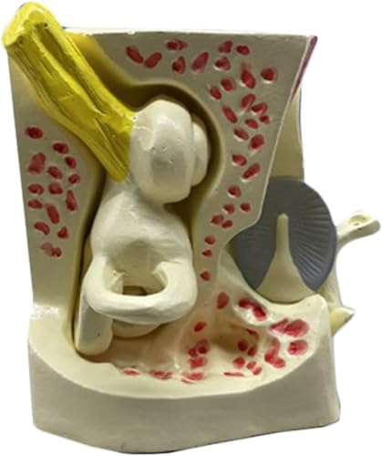 Vergrößertes Innenohr-Anatomie-Modell Biologie-Lehrmodell Arzt-Patient-Kommunikationsmodell Innenohr-Anatomie Vergrößertes Modell Menschliches Ohr-Modell Menschliche Ohr-Anatomie von VERIMP