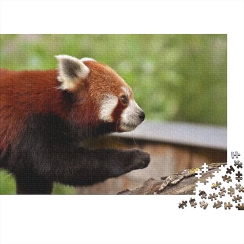 Roter Panda 1000 Stück Puzzle Puzzles Für Erwachsene Süßer Kleiner Panda Pädagogisches Spiel Herausforderung Heimdekoration Geschenke Schöne Geschenkidee 1000pcs (75x50cm) von VGDKAOBM