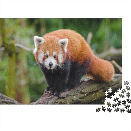 Roter Panda 1000 Stück Puzzle Puzzles Für Erwachsene Süßer Kleiner Panda Pädagogisches Spiel Herausforderung Wohnungseinrichtung Geschenke Für Erwachsene 1000pcs (75x50cm) von VGDKAOBM