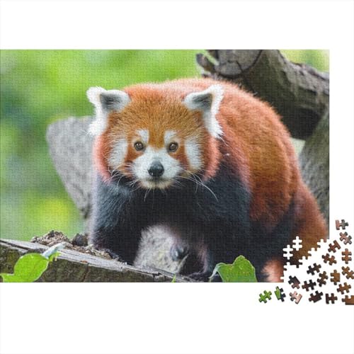 Roter Panda 1000 Teile Puzzle Puzzles Für Erwachsene Süßer Kleiner Panda Puzzlespiel-Herausforderung Pädagogisches Spiel Herausforderung Home Dekoration Schöne Geschenkidee 1000pcs (75x50cm) von VGDKAOBM