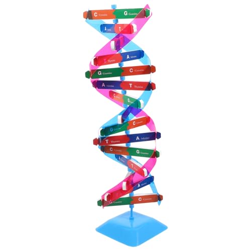 VICASKY 1 Satz DNA-Modell Prüfen Gehirnmodell Wissenschaftliches Schreibtischspielzeug Bausatz Biologiespielzeug Molekular Wissenschaftsmodelle Für Den Unterricht Schaufensterpuppe Metall von VICASKY