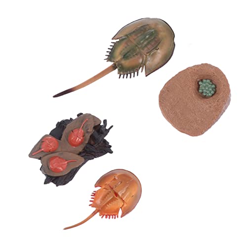 VICASKY 1 Satz Fischwachstumszyklus Meerestierspielzeug Kinderspielzeug Pfeilschwanzkrebsmodell Tierschaumodelle Kindermodellspielzeug Schickes Kinderspielzeug Tiermodelldekor VICASKY 1 Satz Fischwachstumszyklus Meerestierspielzeug Kinderspielzeug Pfeilschwanzkrebsmodell Tierschaumodelle Kindermodellspielzeug Schickes Kinderspielzeug Tiermodelldekor von VICASKY