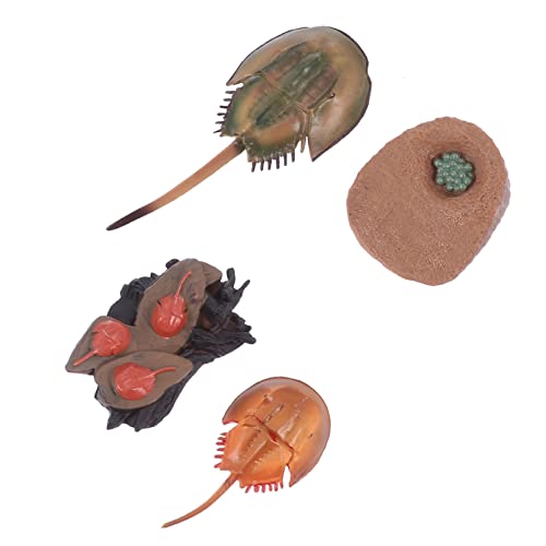 VICASKY 1 Satz Horseshoe Crab Modell Realistisches Tiermodell für Lernspielzeug Naturwissenschaften und Eltern Junge Mädchen Interaktion Desktop Dekoration und Lehrmittel für VICASKY 1 Satz Horseshoe Crab Modell Realistisches Tiermodell für Lernspielzeug Naturwissenschaften und Eltern Junge Mädchen Interaktion Desktop Dekoration und Lehrmittel für von VICASKY